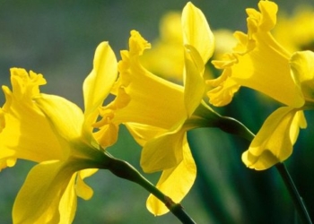 12 beautiful flowers with toxic properties that kill people 60865