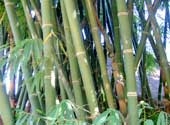 15 remedies from bamboo leaves 2047