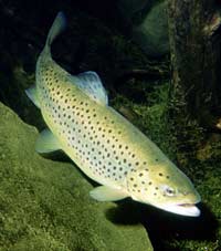 1 Salmo trutta