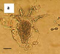 3a BatrachochytriumDendroba