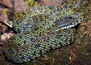 4 rare snakes most frequently found in fansipan 73454