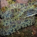 4 rare snakes most frequently found in fansipan 73454