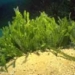 4 types of aquatic plants harmful dangerous most in the world 2094