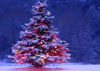 5 amazing secrets about christmas trees 57706