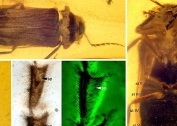 99 million year old creature revealed in perfect condition as if still living in amber in myanmar 137380