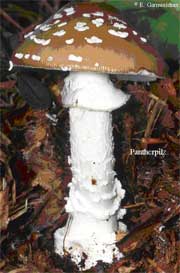 Amanita pantherina