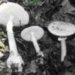 Amanita verna(1)