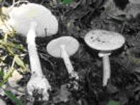 Amanita verna(1)