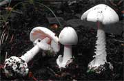 Amanita virosa