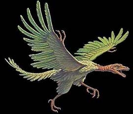 Archaeopteryx270