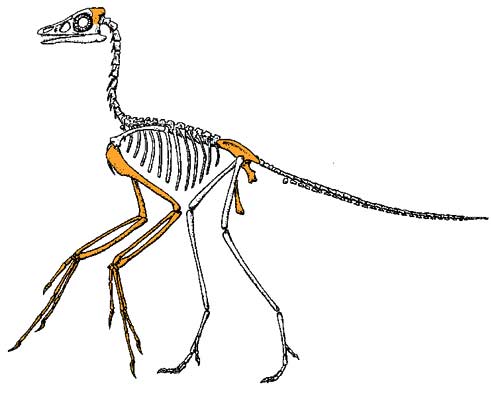 Skeleton of the transitional bird