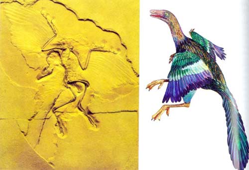 A fossil of the prehistoric bird