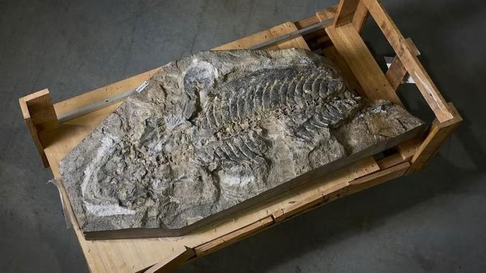 Fossil specimen discovered over 30 years ago.