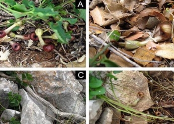 Aristolochia microstoma 650