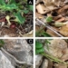 Aristolochia microstoma 650