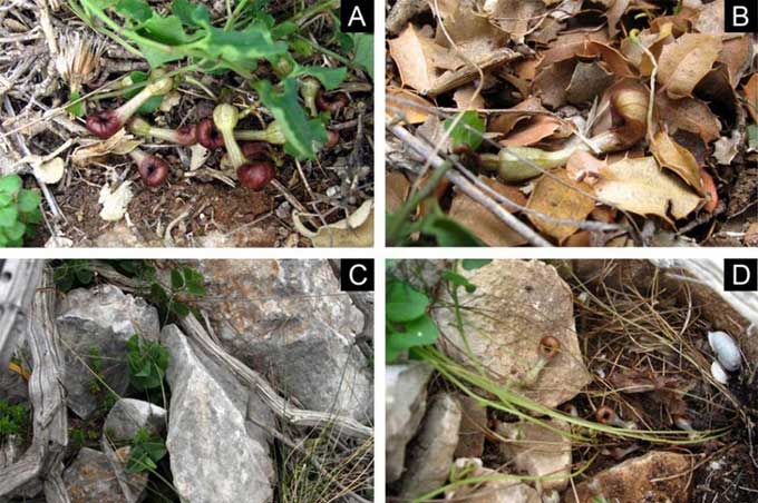 Aristolochia microstoma specimen discovered in Greece.