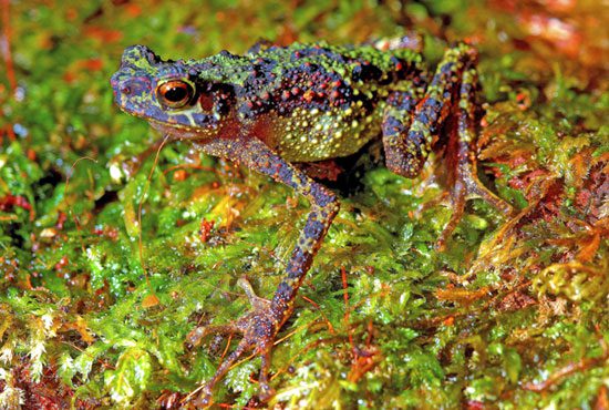 Discovery of colorful toad after 90 years