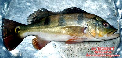 Emperor Cichlid