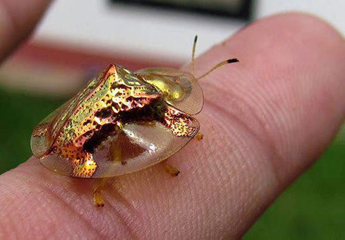 This golden tortoise beetle is scientifically named Charidotella sexpunctata.