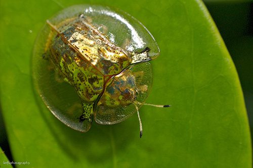 The golden tortoise beetle can also change its color and shape, from yellow to red with black spots.