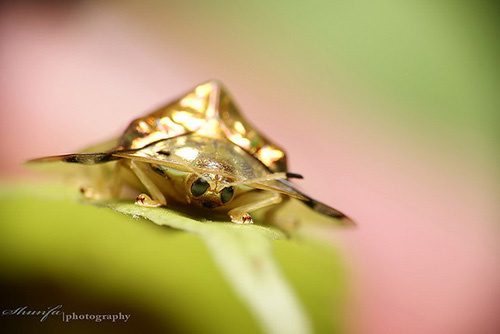 By altering its vascular system, the golden tortoise beetle transforms its shape according to the environment.