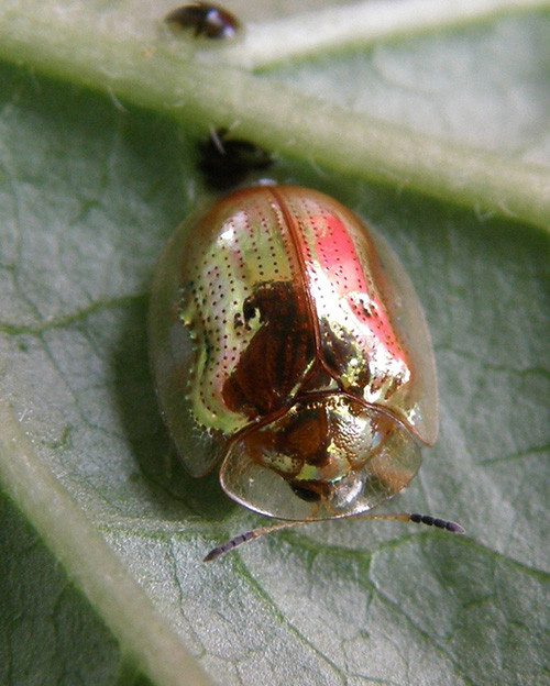 The beetle changes color from yellow to red.