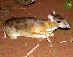Cheo cheo Nam Duong