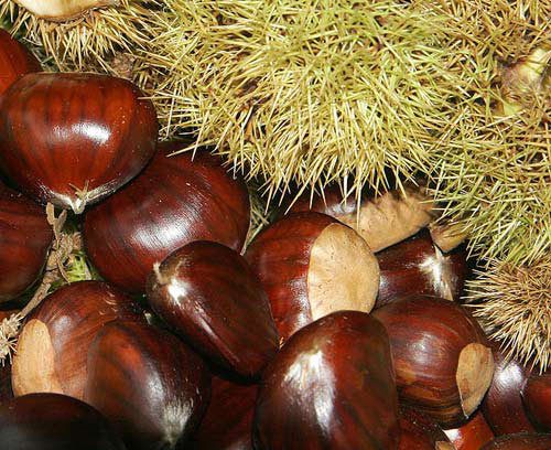 Shiny Brown Chestnut Shells