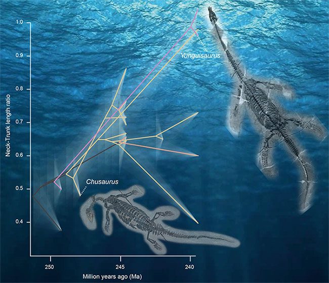 How ancestral monsters rapidly evolved to create the group of bizarre plesiosaurs