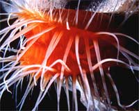 Cnidarian