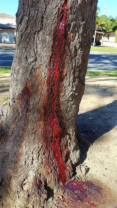 The resin from this tree is used to prepare medicine for treating colds and other ailments.