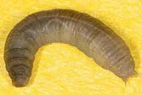 CraneFlyLarvae