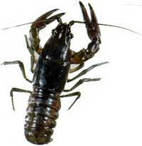 CrayFish