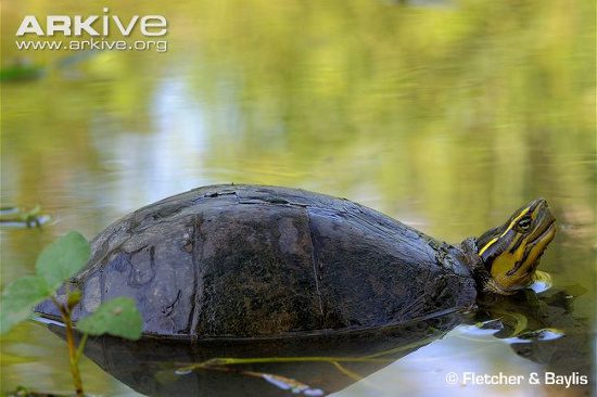 These turtles are collectively referred to as "box turtles." The first representative is the Black-breasted Turtle (Cuora amboinensis).