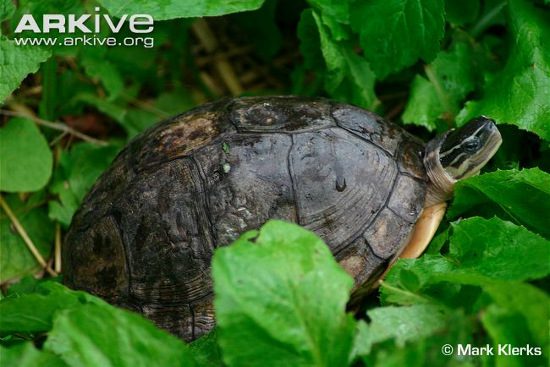 The Black-breasted Turtle primarily inhabits the marshy areas of Southern Vietnam. Their population is rapidly declining due to indiscriminate hunting.