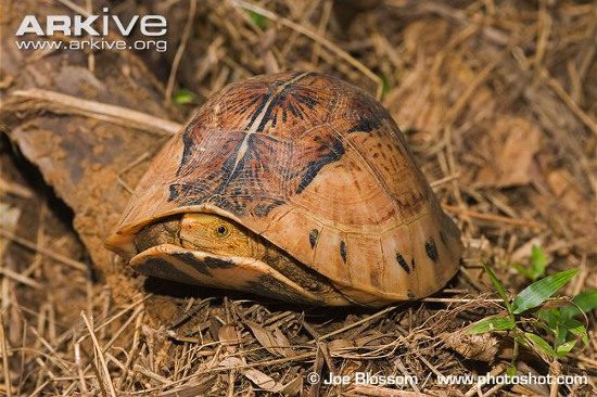 Similar to the Black-breasted Turtle, the Yellow-headed Box Turtle can also "seal" itself thanks to its two special plastron lids.