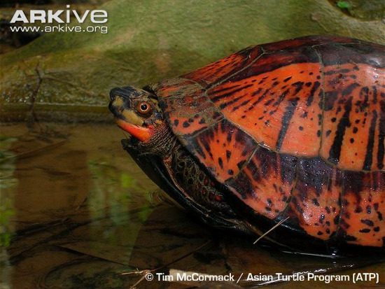 This is a beautiful turtle species, popular in many zoos around the world. They are also sought after as exotic pets.