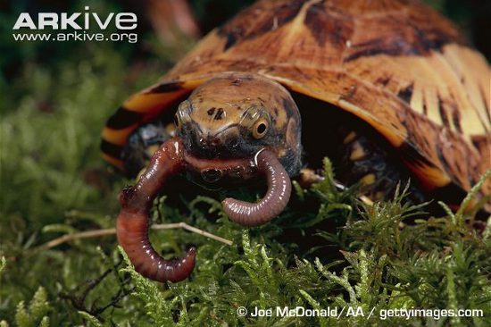 Due to intense hunting, the population of Yellow-headed Box Turtles in Vietnam is very low. They have been listed as an endangered species.