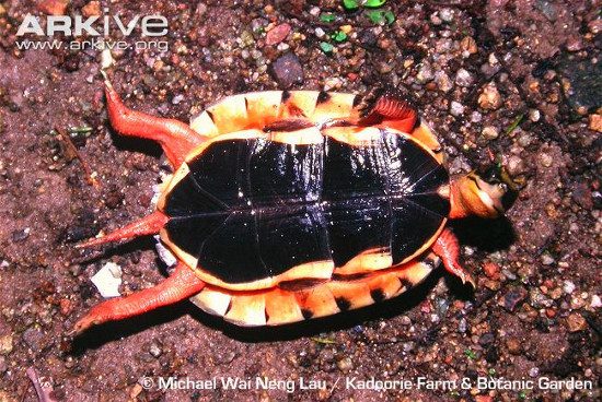 This species is famous due to rumors that its parts are used to make cancer treatment medicines. For the past few decades, the Three-striped Box Turtle has been heavily hunted by Chinese traders.