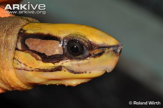 According to experts, the Three-striped Box Turtle is nearly extinct in the wild.