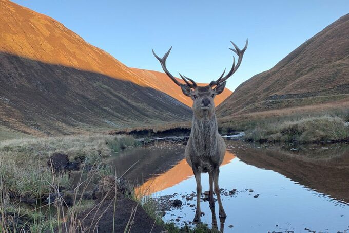 In this place, guests will encounter more deer than people.
