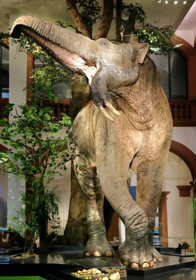 Deinotherium had a pair of "upward-growing tusks" reaching 1.4 meters long, curving downward.