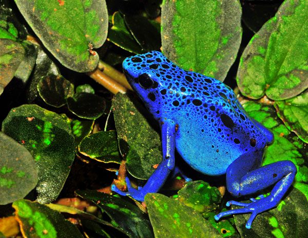 Azure Poison Dart Frog