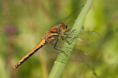 Dragonfly2