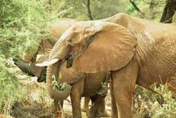 Elephants