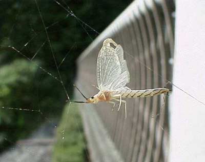 Mayflies have a short lifespan