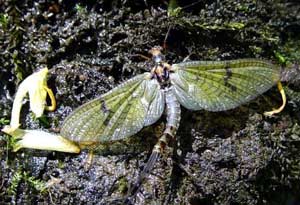 Mayflies have a short lifespan