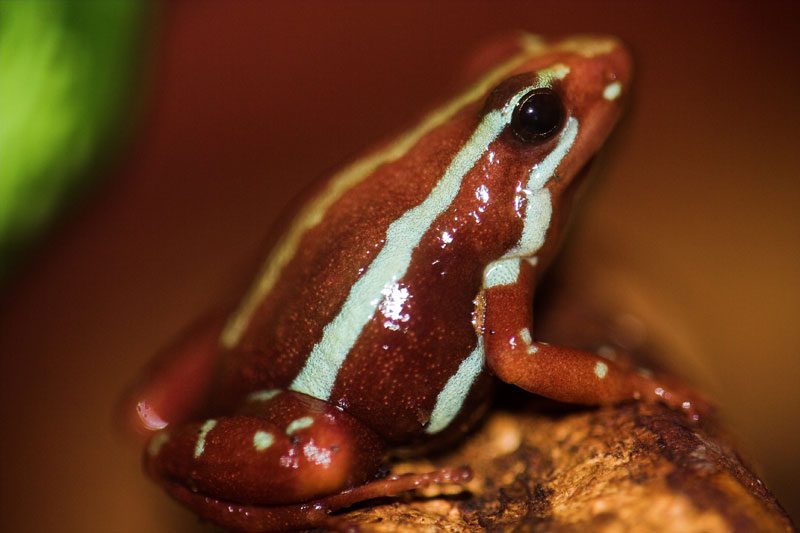 Three-colored Poison Dart Frog