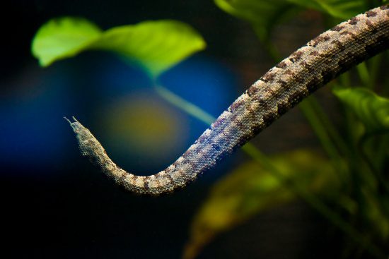 Erpeton tentaculatum Lacepede