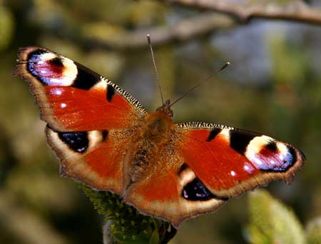 EuropeanPeacock